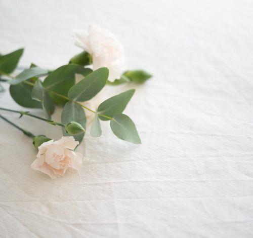 Rose liegt auf einer weissen Decke
